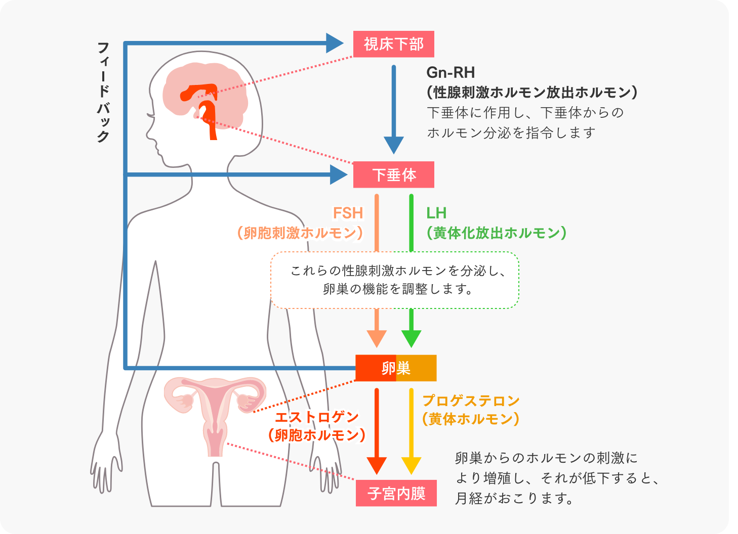 女性の身体の仕組み | にしたんARTクリニック 神戸三宮院