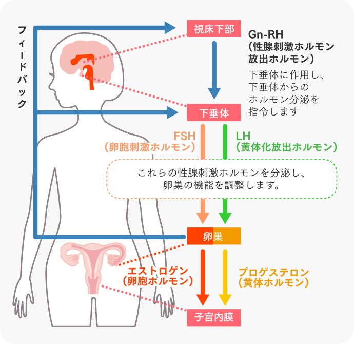 女性の身体の仕組み